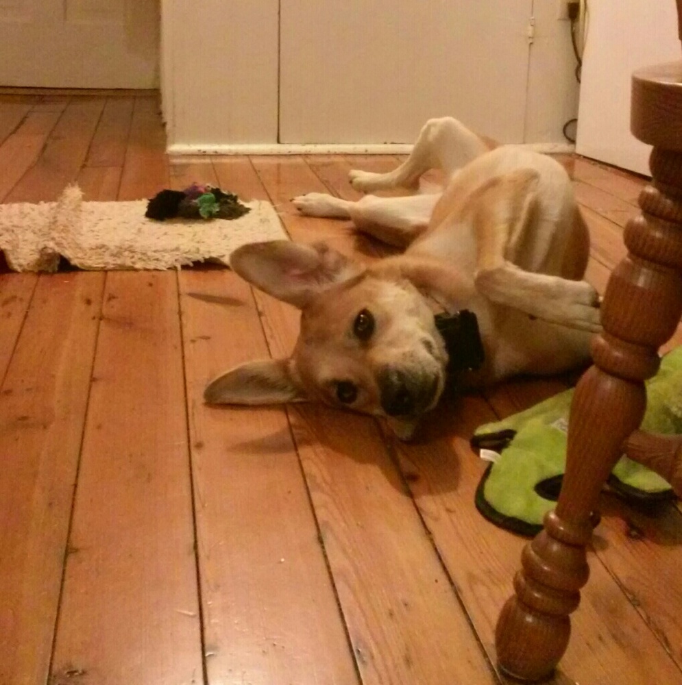 Meet your Posher, Annaliese