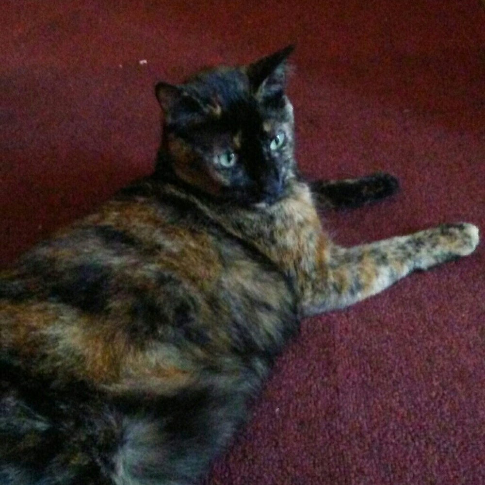 Meet your Posher, Shelby