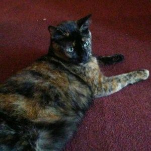 Meet your Posher, Shelby