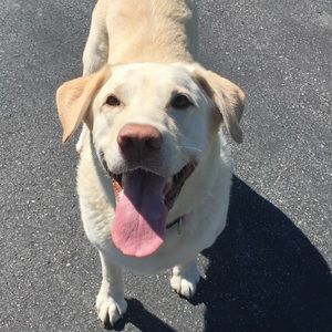 Meet your Posher, Allison