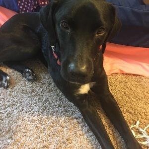 Meet your Posher, Svena