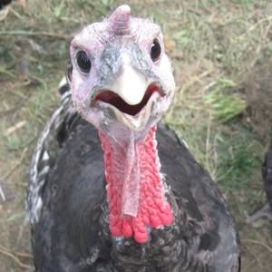 Meet your Posher, Dana