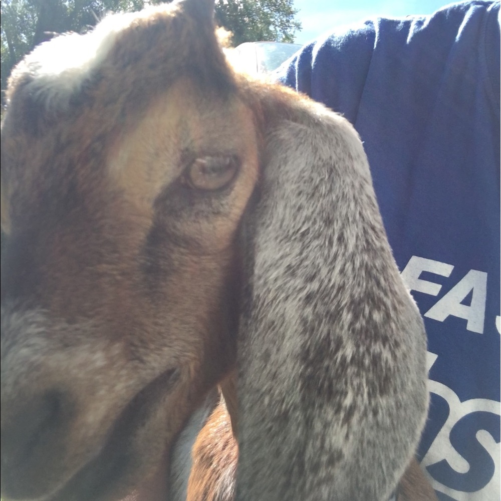 Meet your Posher, Barbara