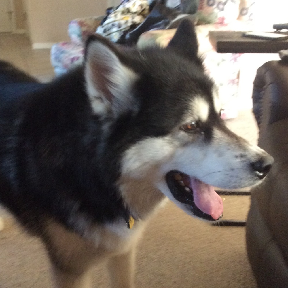 Meet your Posher, Dena. feel free to make offers