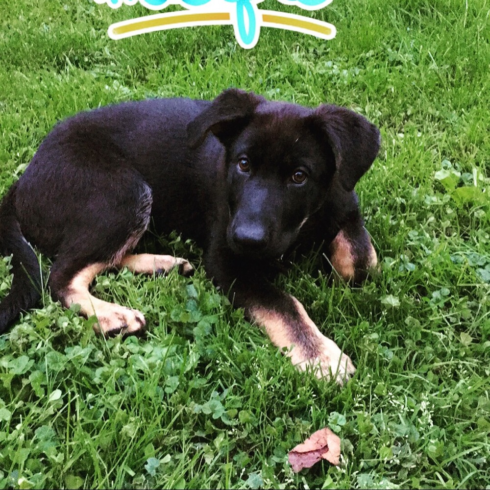 Meet your Posher, Sherrie