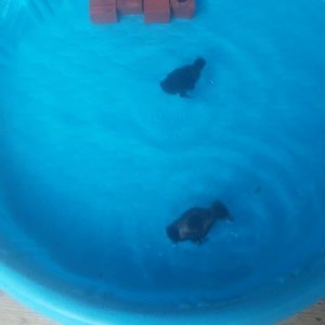 Meet your Posher, Martha