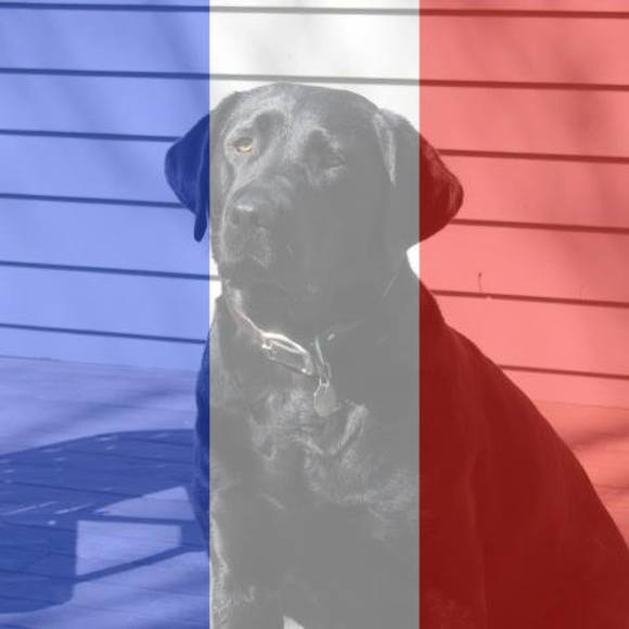 Meet your Posher, Bailey - Picture 1 of 1