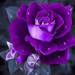 Meet your Posher, Judy