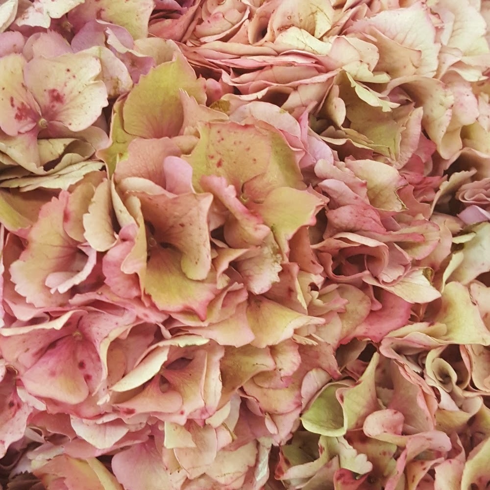 Meet your Posher, Miriam