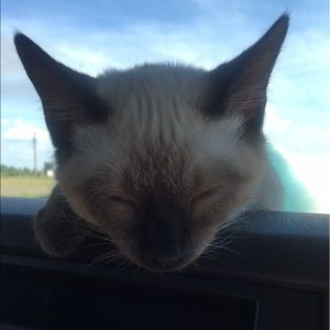 Meet your Posher, Amelia