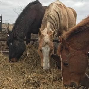 Meet your Posher, Sally