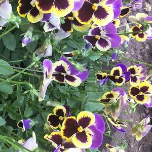 Meet your Posher, Rivera