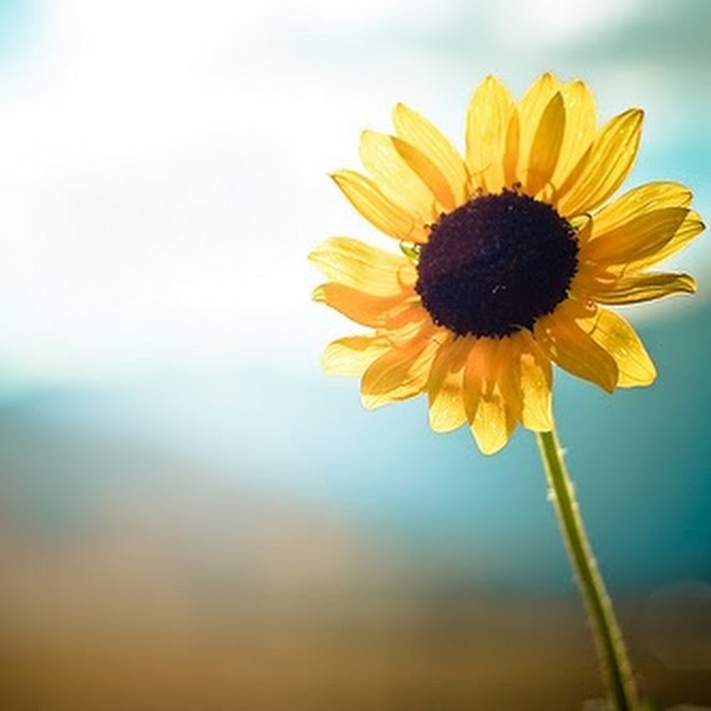 Meet your Posher, Ana