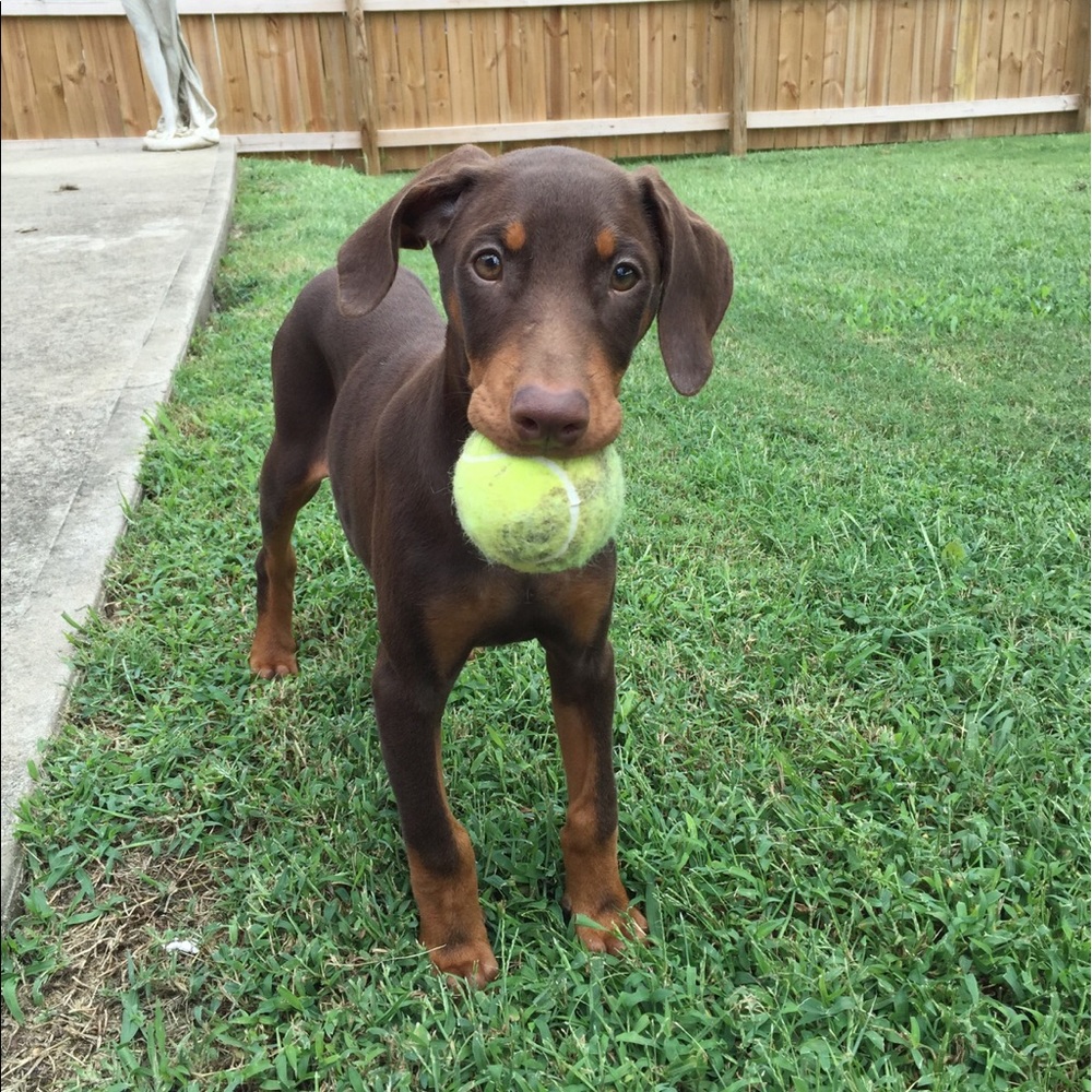 Meet your Posher, Julie