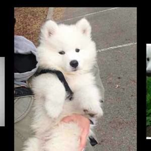 Meet your Posher, Krista