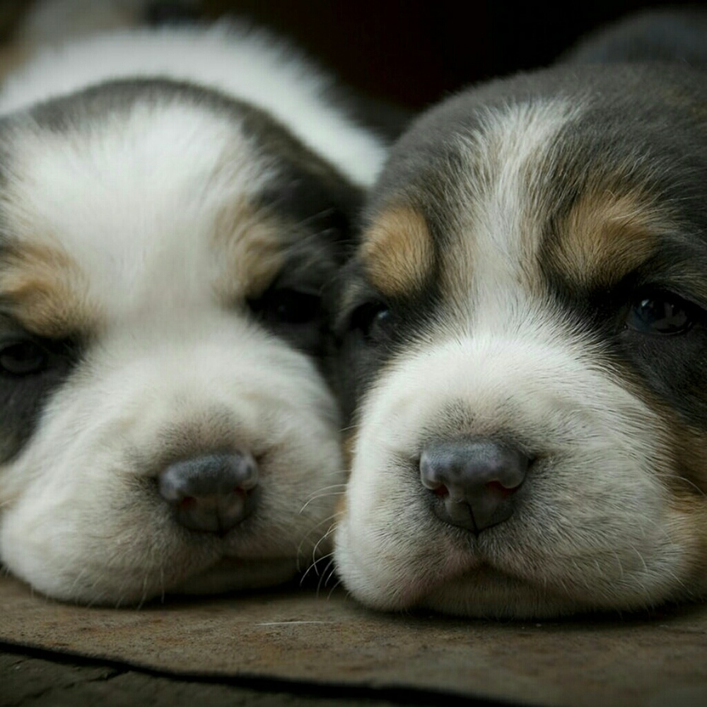 Meet your Posher, Art