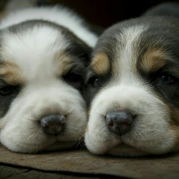 Meet your Posher, Art - Picture 1 of 1