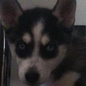 Meet your Posher, Cole