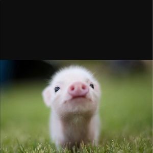 Meet your Posher, Ashely