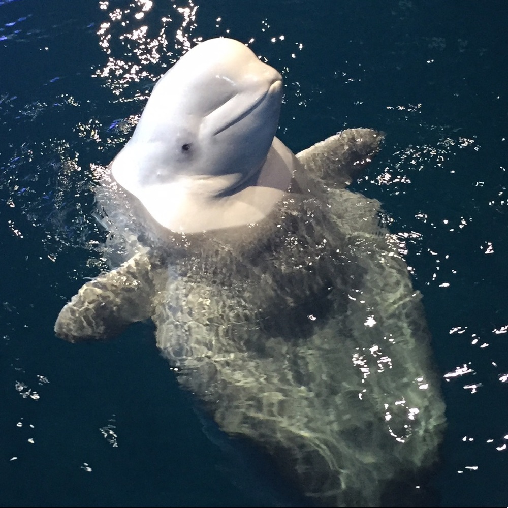 Meet your Posher, Elise