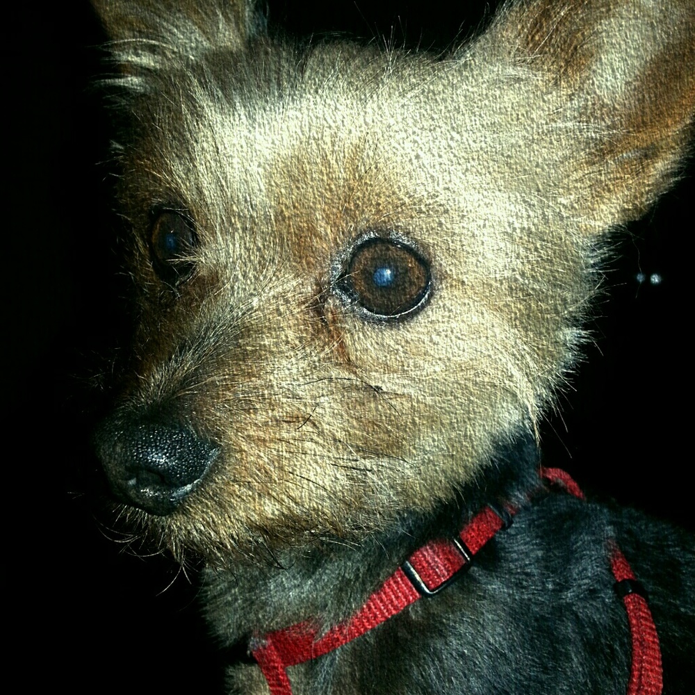 Meet your Posher, Pat