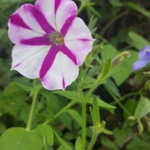 Meet your Posher, Lorraina