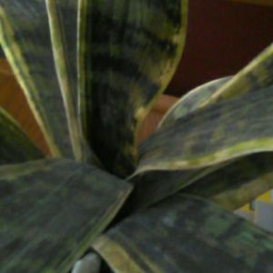 Meet your Posher, Sharon