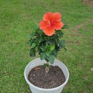 Meet your Posher, Dale