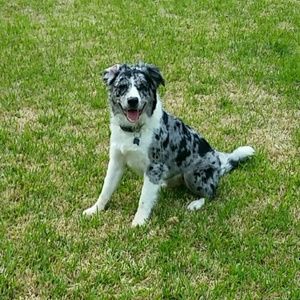 Meet your Posher, Sydney