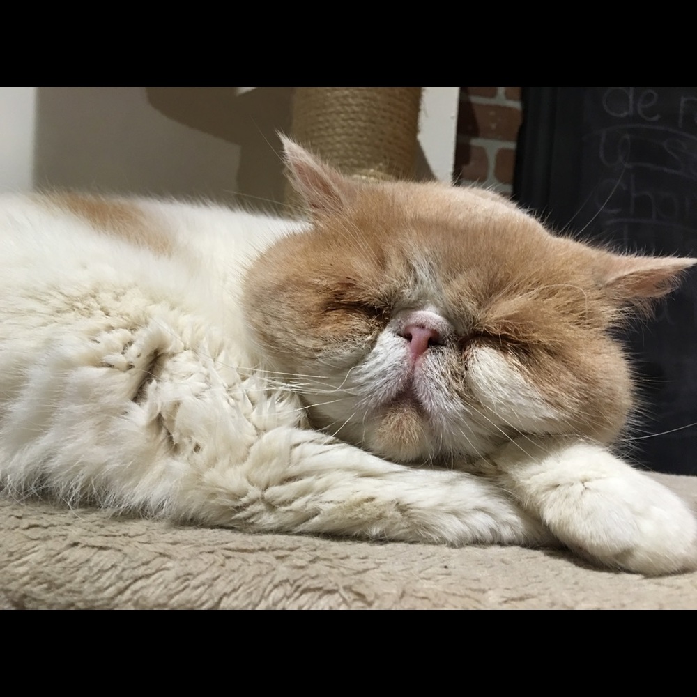 Meet your Posher, Leon