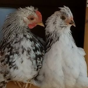 Meet your Posher, Patti