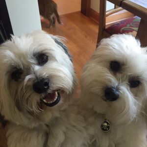 Meet your Posher, Bonita