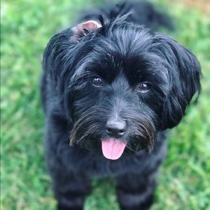 Meet your Posher, Molly