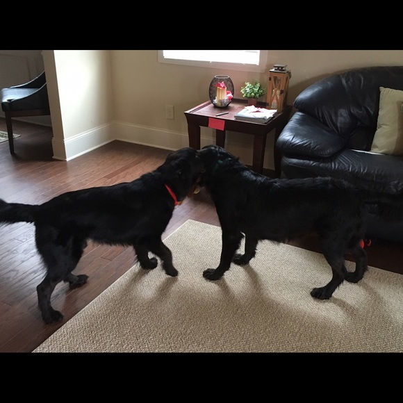 Meet your Posher, Hester - Picture 1 of 1