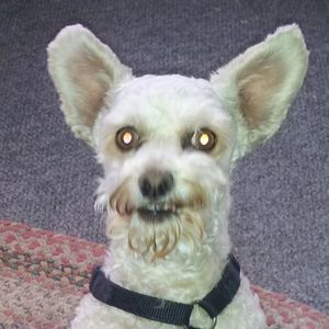 Meet your Posher, Sharon