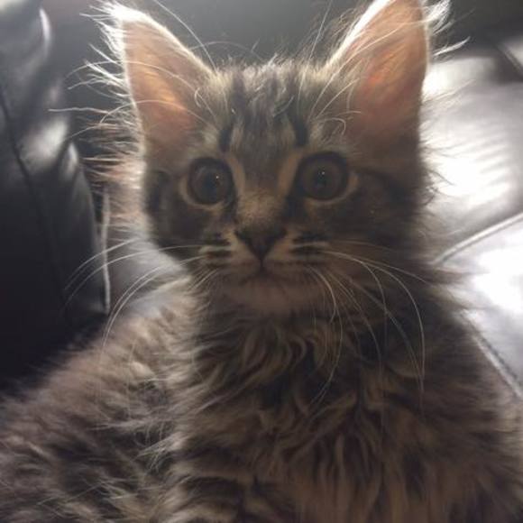 Meet your Posher, Daniela - Picture 1 of 1