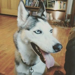 Meet your Posher, Guenevere