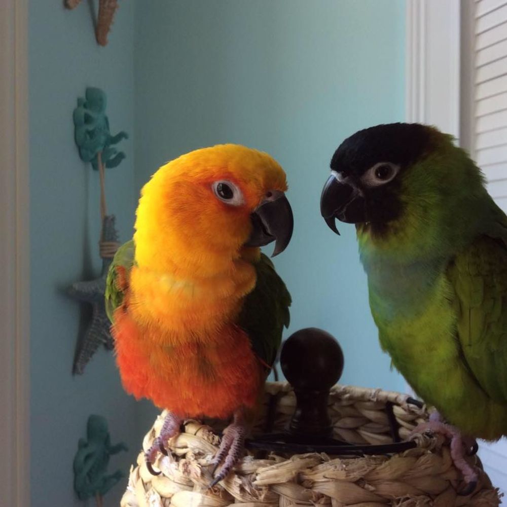 Meet your Posher, Sheryl