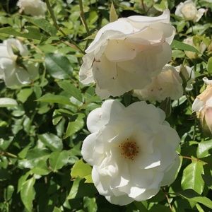 Meet your Posher, Katherine