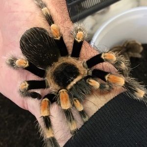 Meet your Posher, Ken