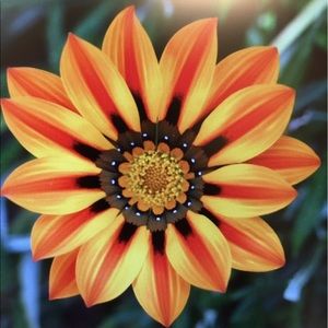 Meet your Posher, Zena