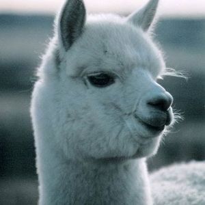 Meet your Posher, Galina