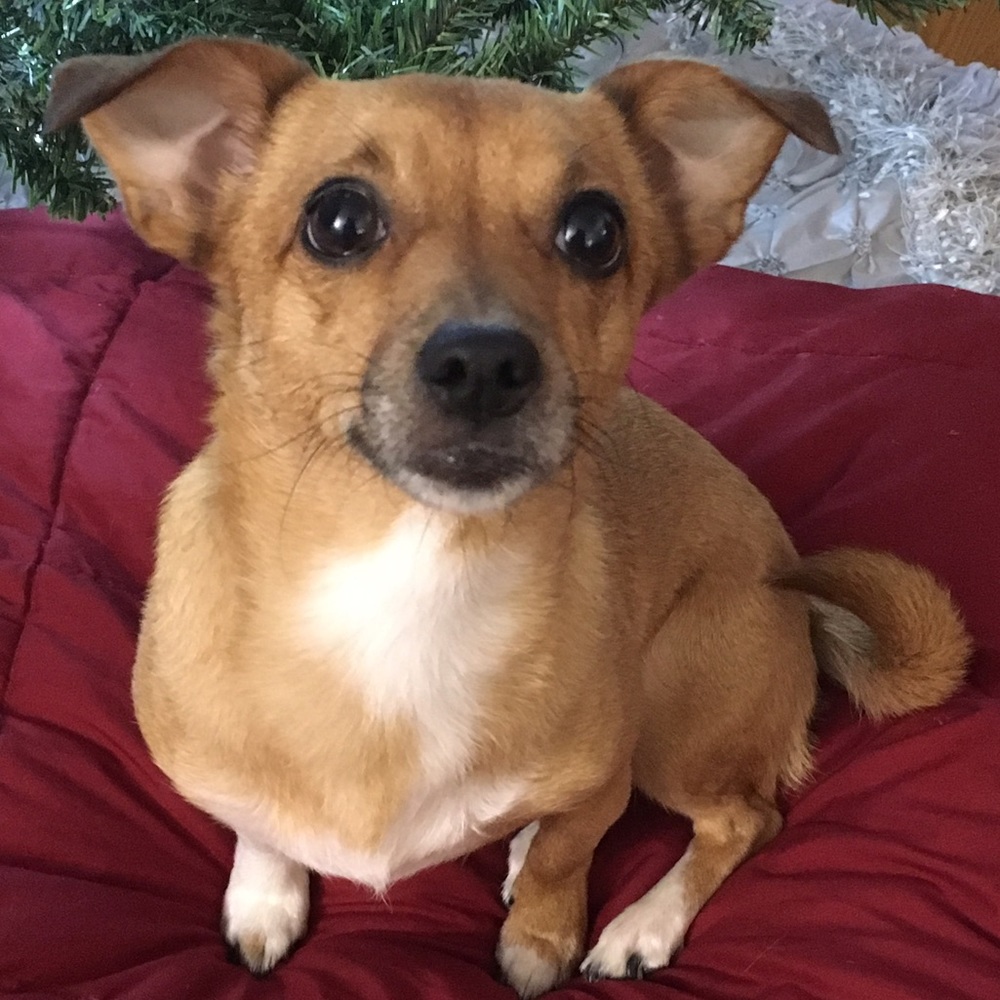 Meet your Posher, Bella
