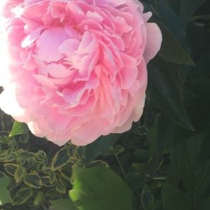 Meet your Posher, Alexa