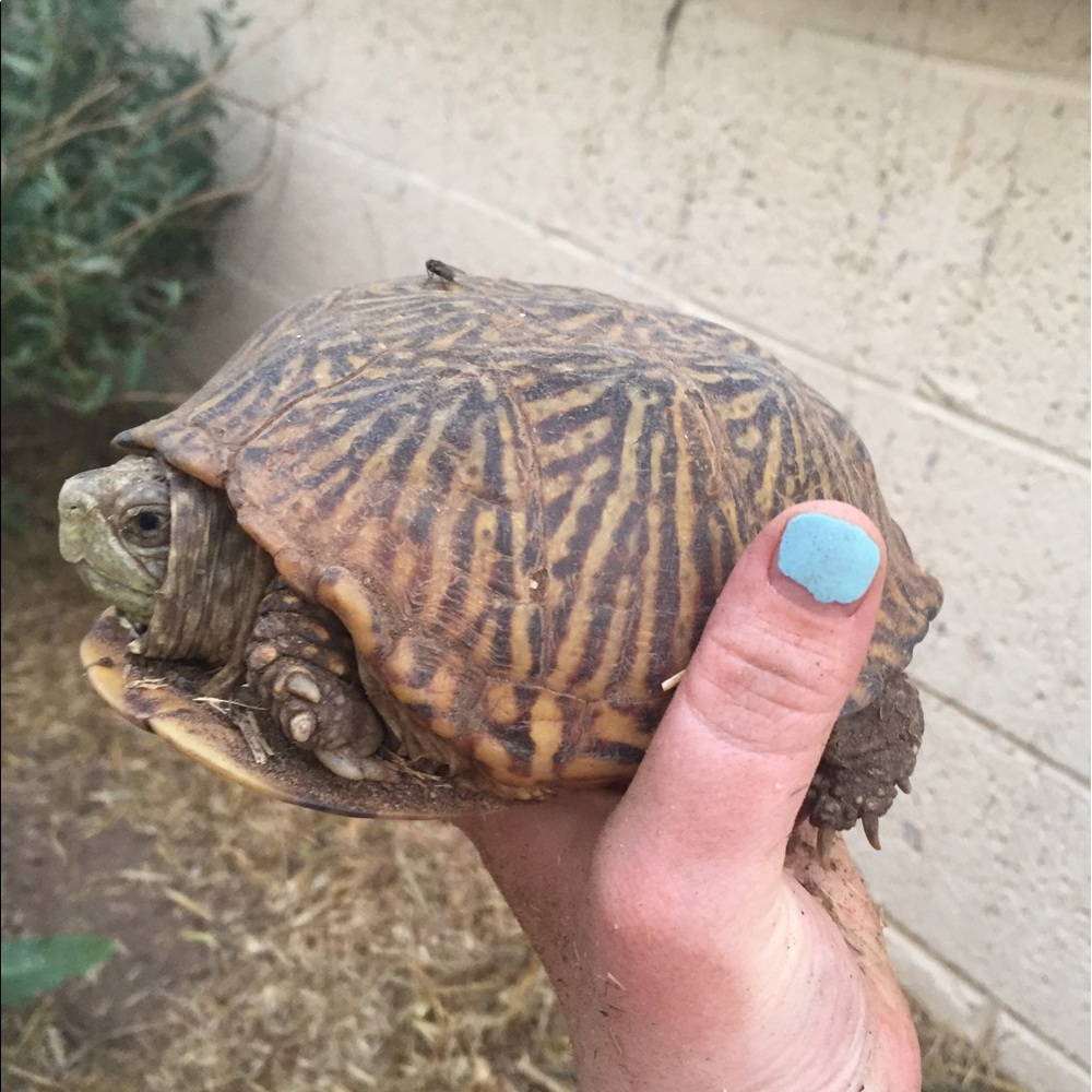 Meet your Posher, Grace