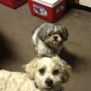 Meet your Posher, Denise