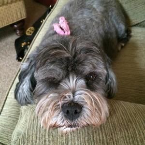 Meet your Posher, Diane