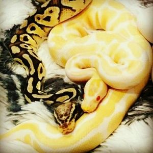 Meet your Posher, Sydney