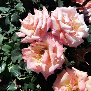 Meet your Posher, Leeanna