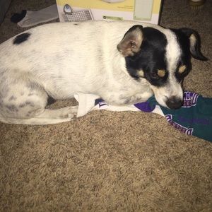 Meet your Posher, Milo